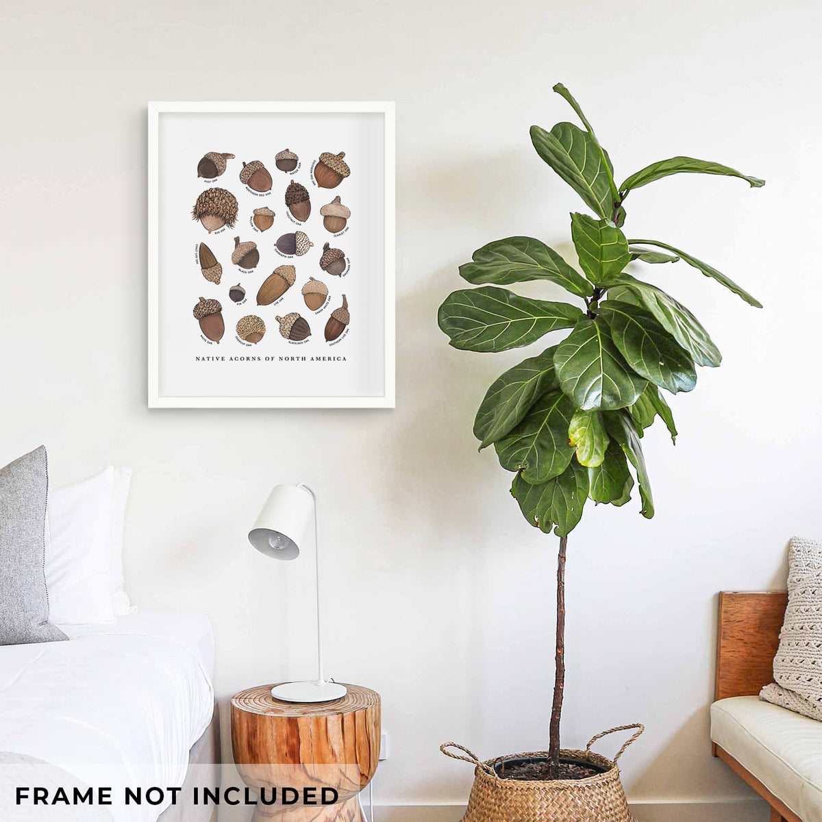 Art print of a full-color chart of North American acorns, each labeled with its oak species, shown framed on a living room wall beside a potted plant. Frame not included.