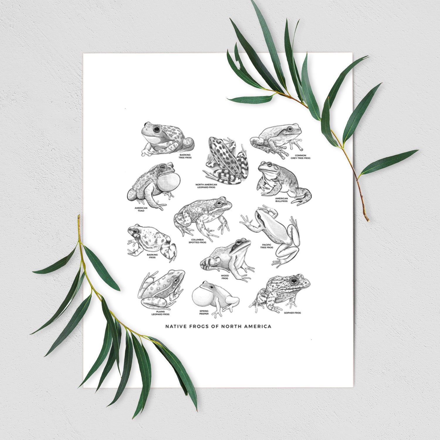 Art print of a chart of black ink illustrations of North American frog species, shown with eucalyptus leaves.
