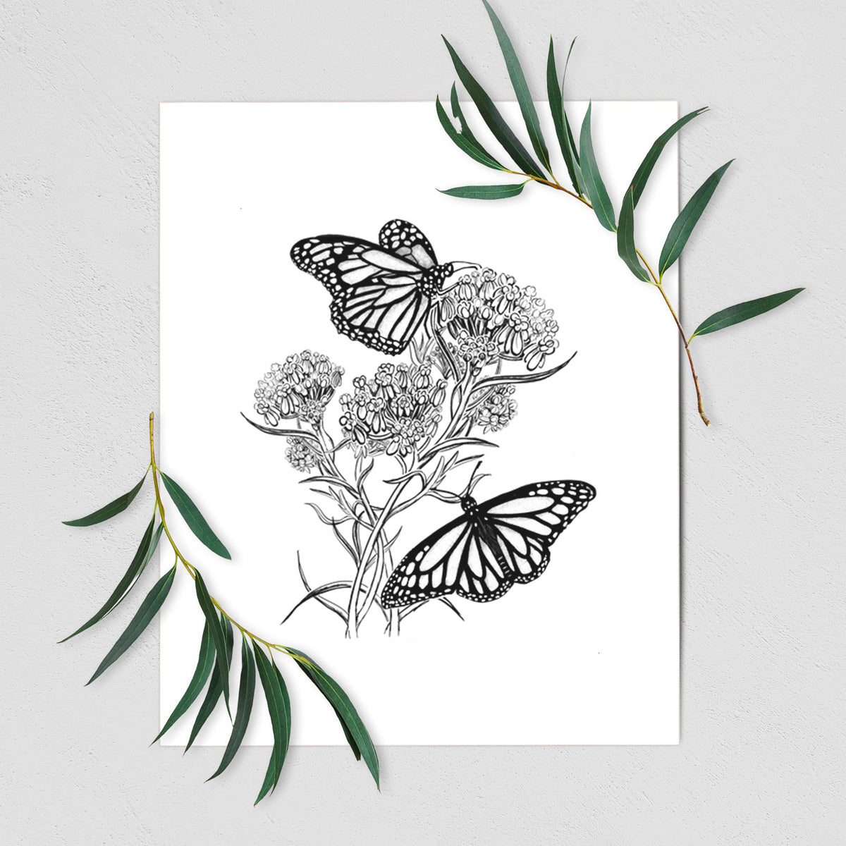 Art print of a black ink illustration of two monarch butterflies on flowering milkweed, shown with eucalyptus leaves.