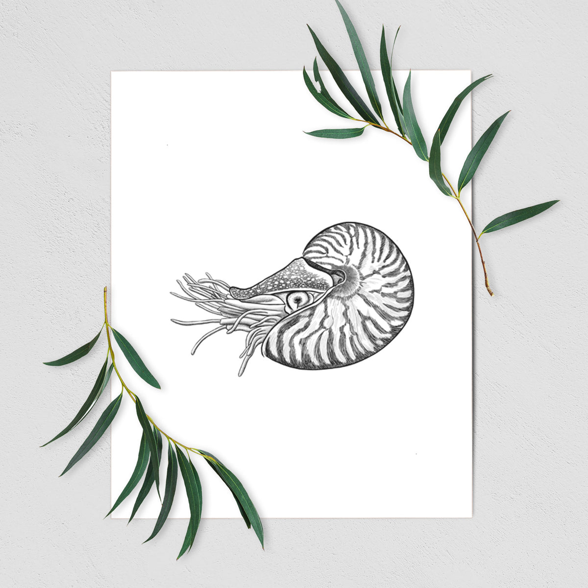 Art print of a detailed black ink illustration of a chambered nautilus with its striped spiral shell and tentacles, shown with eucalyptus leaves.