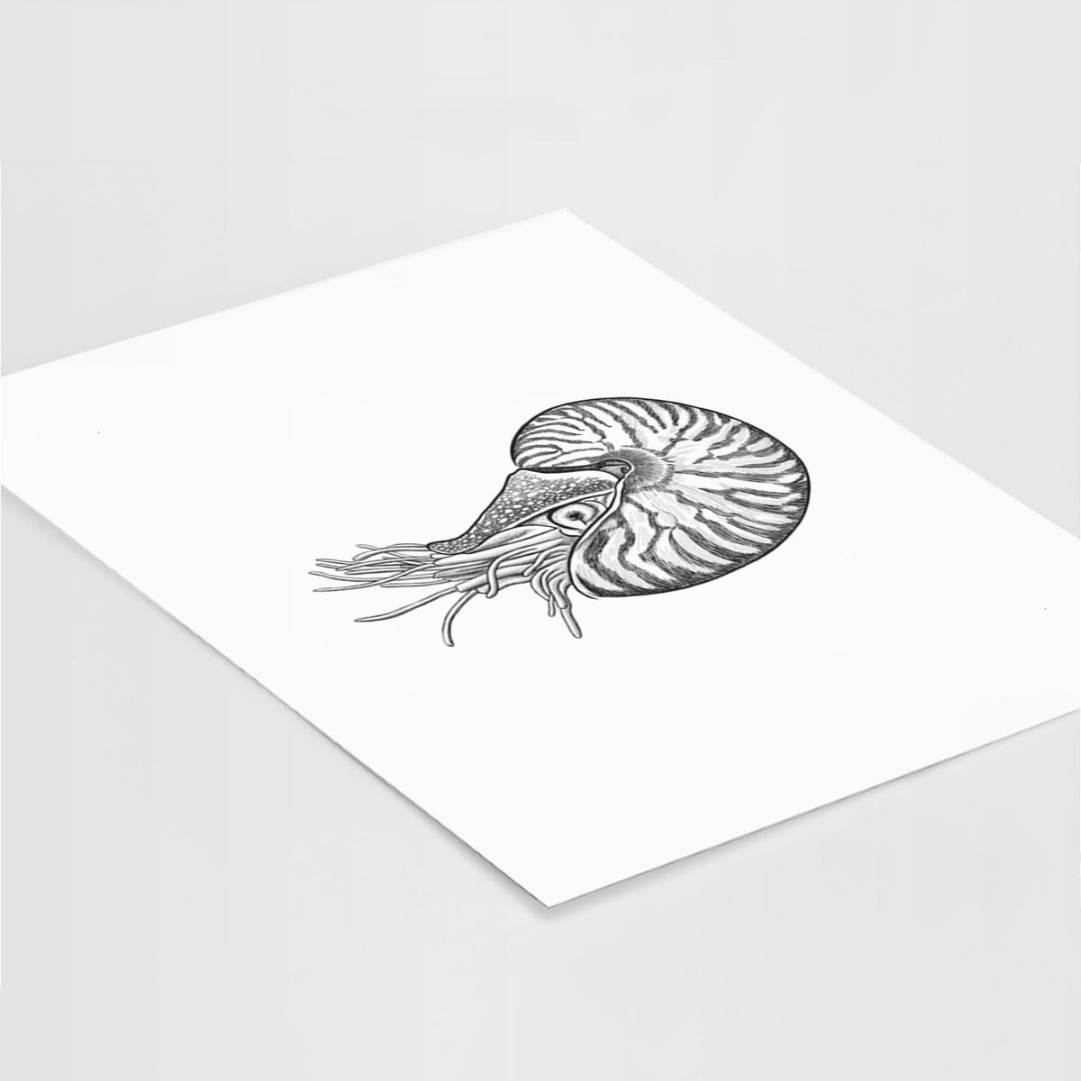 Art print of a detailed black ink illustration of a chambered nautilus with its striped spiral shell and tentacles, lying at an angle on a white surface.