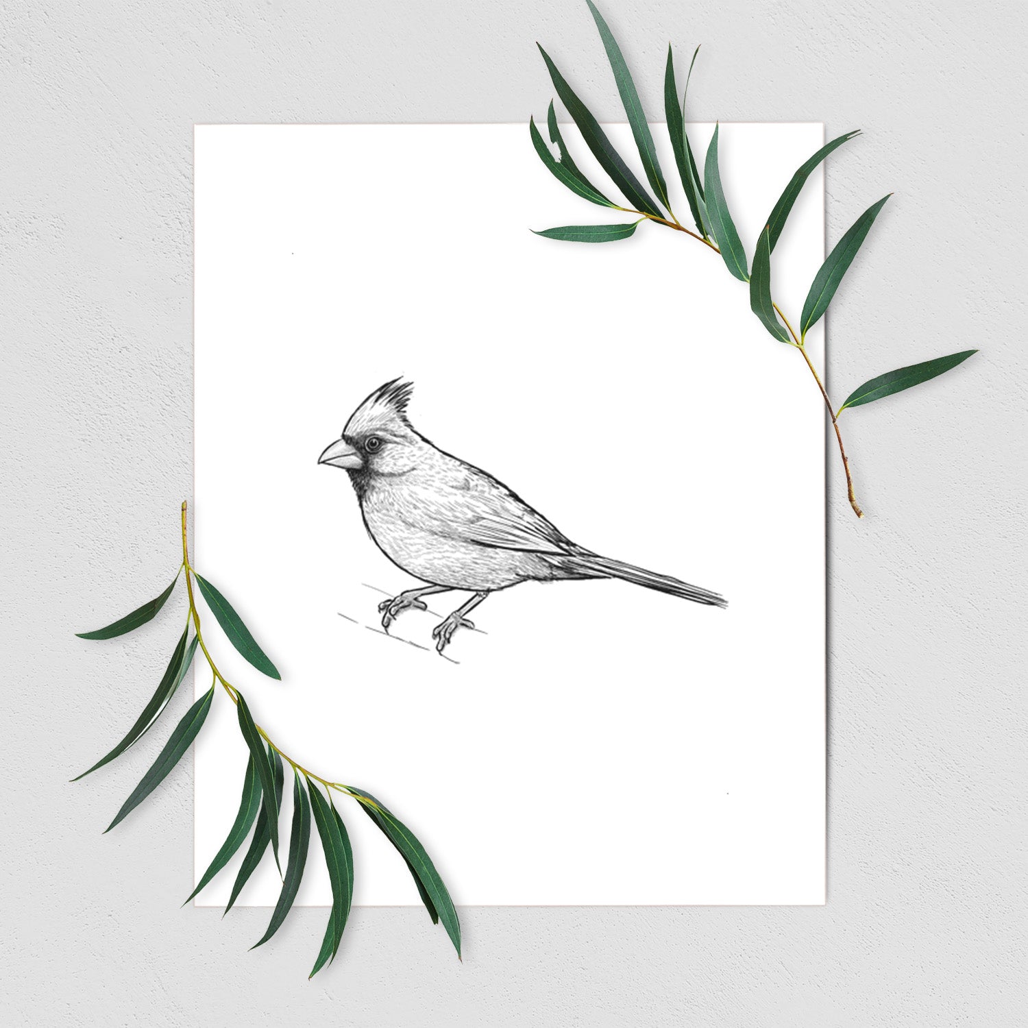 Art print of a detailed black ink sketch of a northern cardinal perched with its crest raised, shown with eucalyptus leaves.