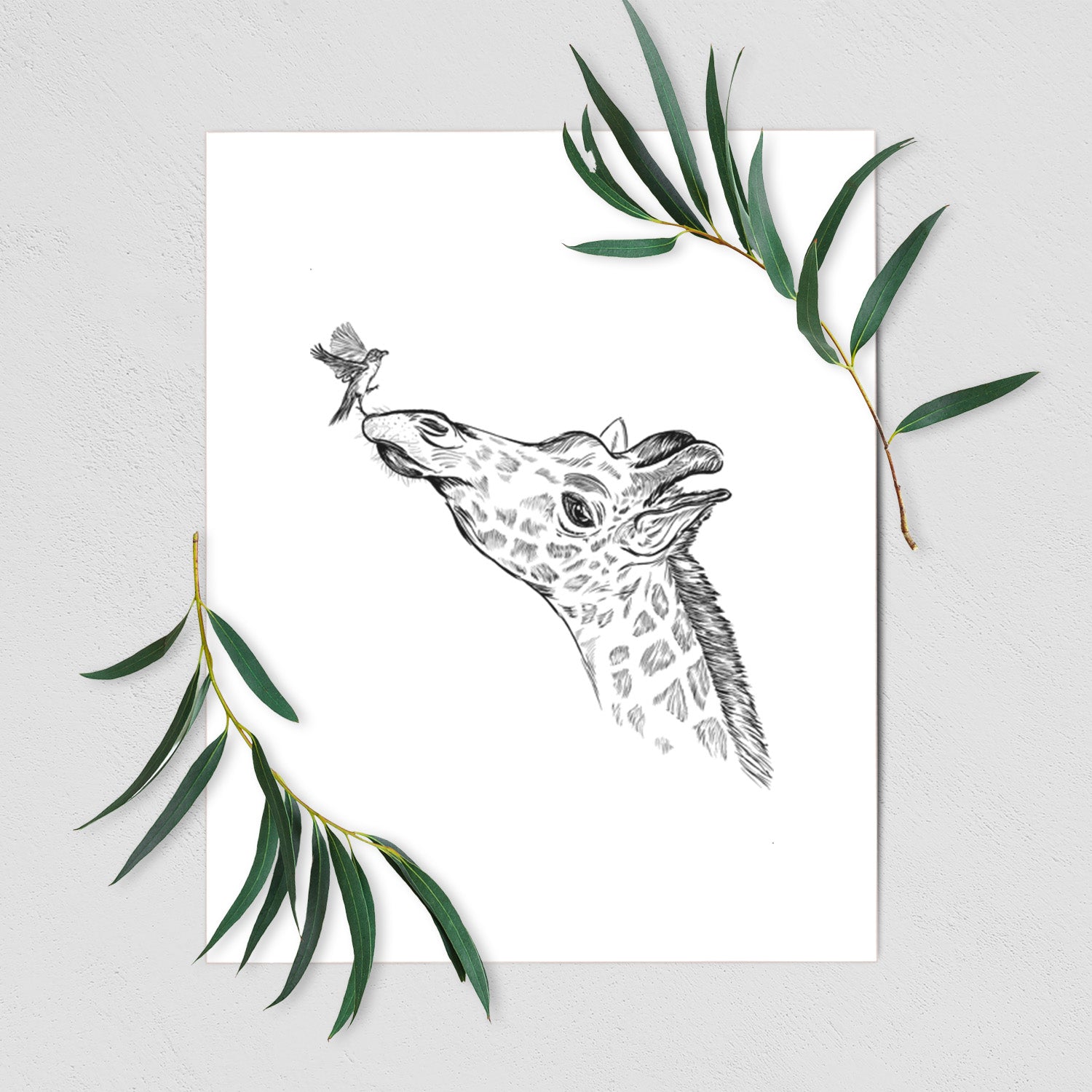 Art print of a black ink illustration of a northern giraffe reaching its head up to nibble a flower, shown with eucalyptus leaves.