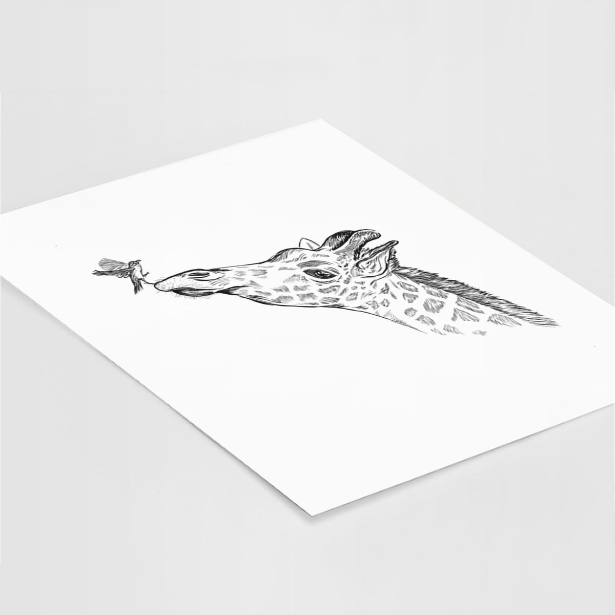 Art print of a black ink illustration of a northern giraffe reaching its head up to nibble a flower, lying at an angle on a white surface.