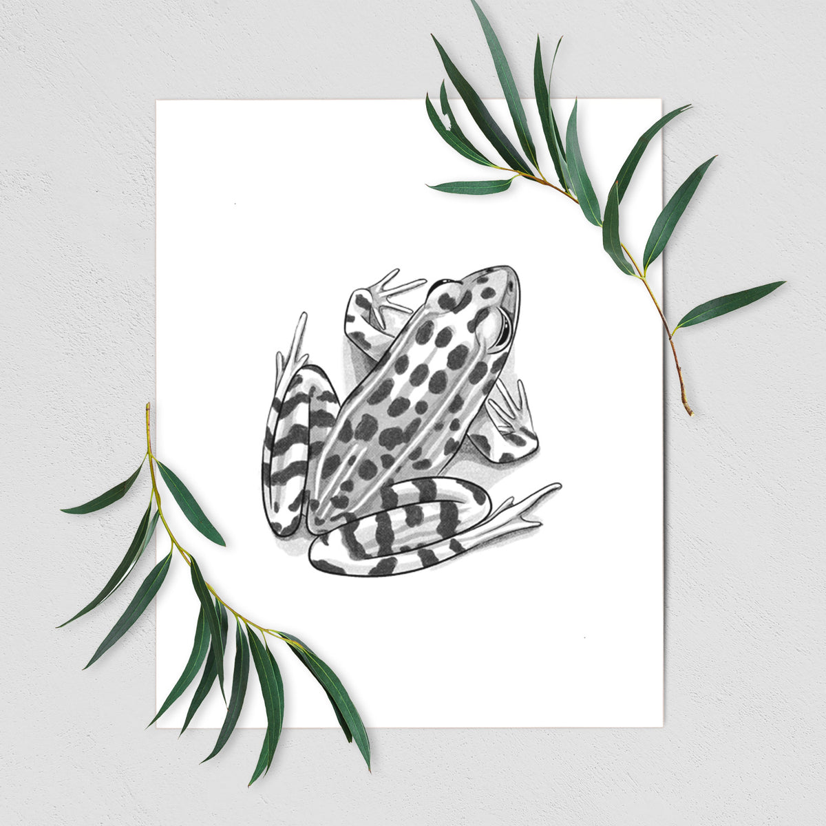 Art print of a detailed black ink illustration of a spotted northern leopard frog, shown with eucalyptus leaves.