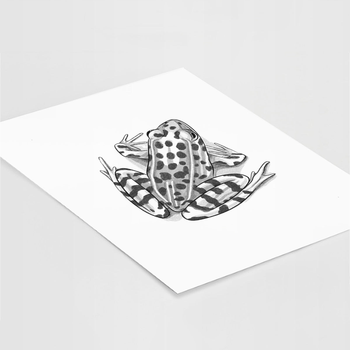 Art print of a detailed black ink illustration of a spotted northern leopard frog, lying at an angle on a white surface.