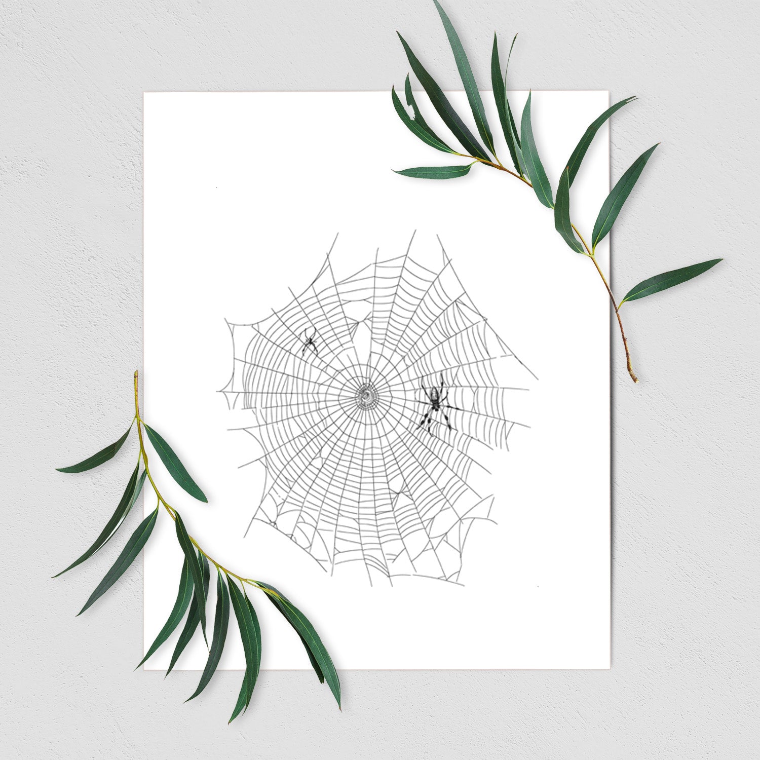 Art print of a black ink line drawing of an orb weaver spider in the center of its web, shown with eucalyptus leaves.