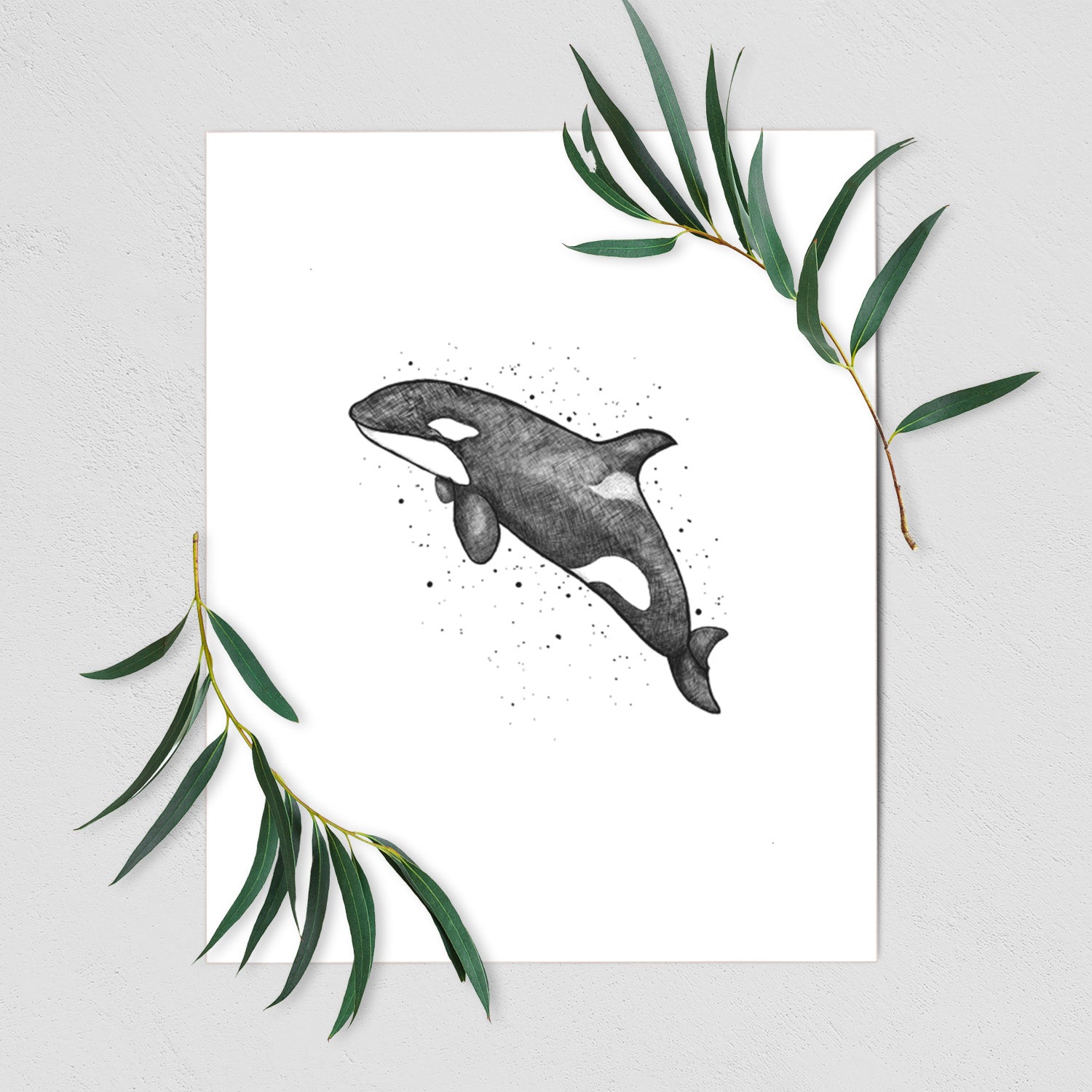 Art print of a black ink illustration of an orca leaping, with ink splatters, shown with eucalyptus leaves.