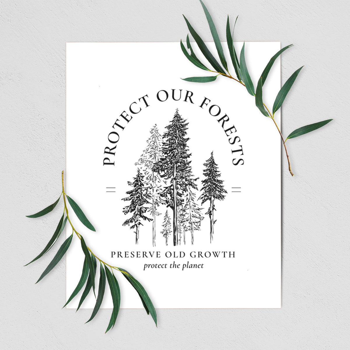 Art print of a black ink illustration of a stand of tall pine trees, framed by the words Protect Our Forests, Preserve Old Growth, shown with eucalyptus leaves.
