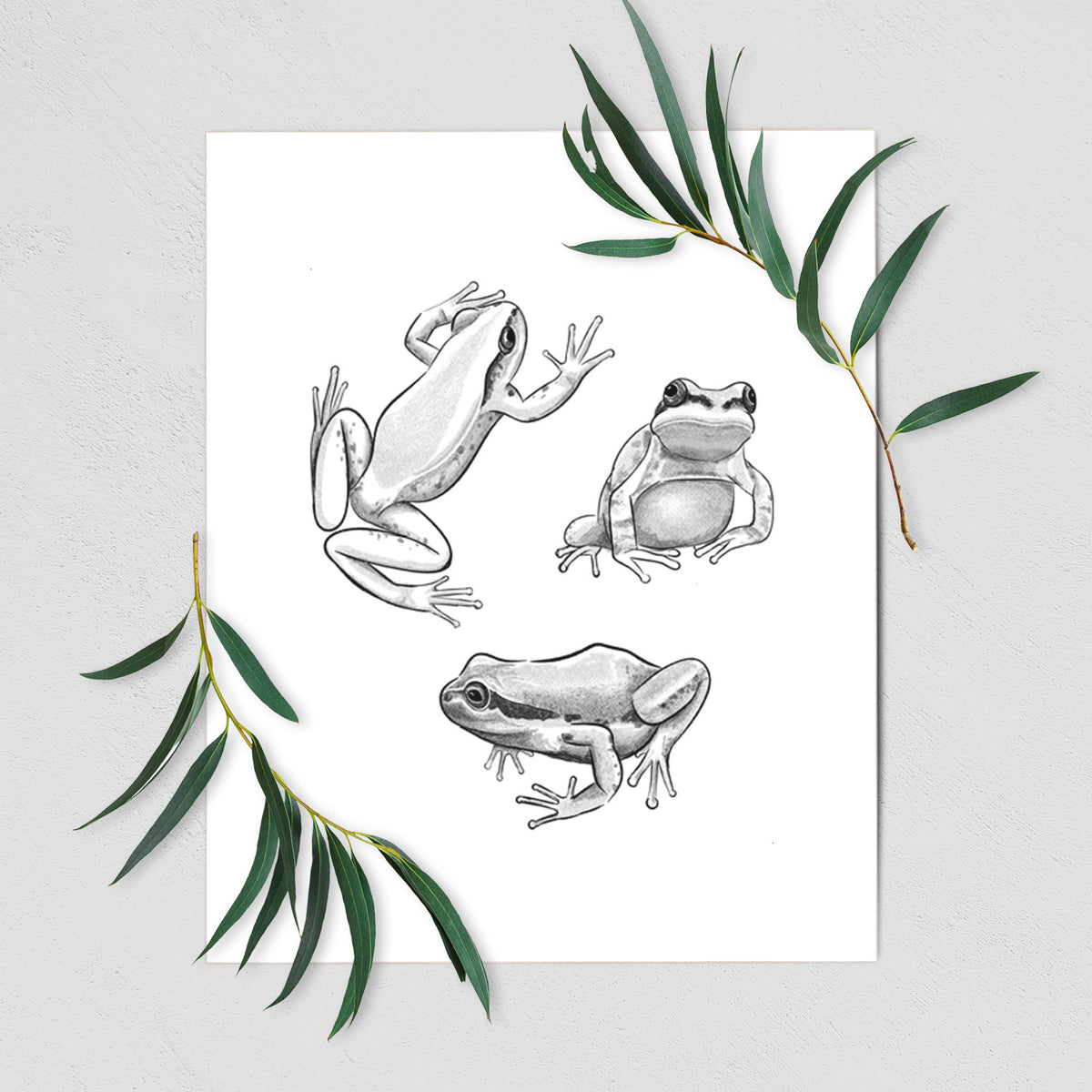 Art print of a black ink illustration of three Pacific tree frogs in different poses, shown with eucalyptus leaves.