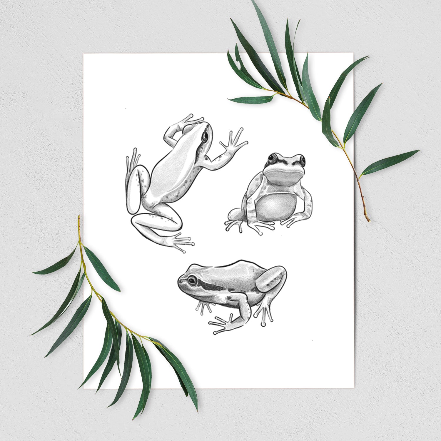 Art print of a black ink illustration of three Pacific tree frogs in different poses, shown with eucalyptus leaves.