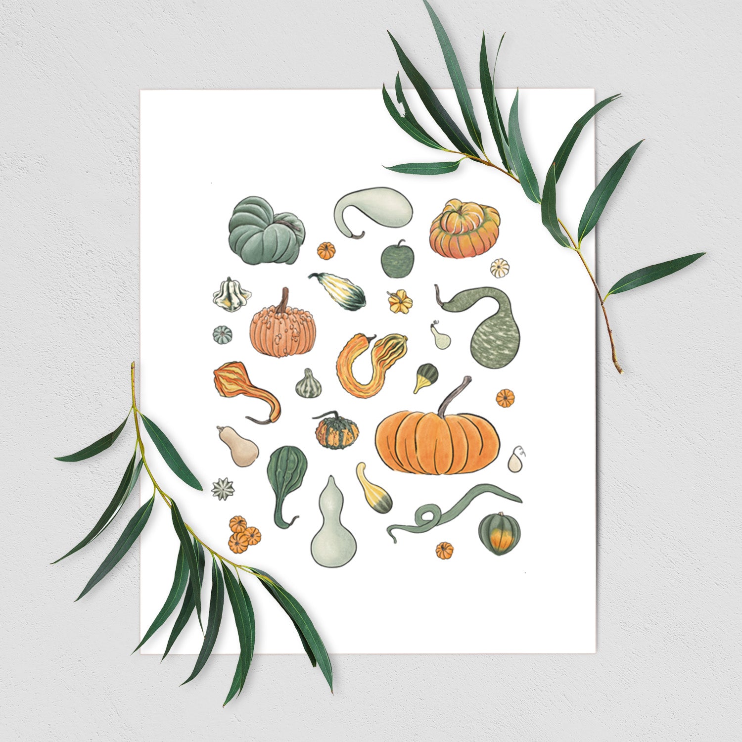 Art print of a full-color collection of pumpkins, squash and gourds in many shapes and colors, shown with eucalyptus leaves.