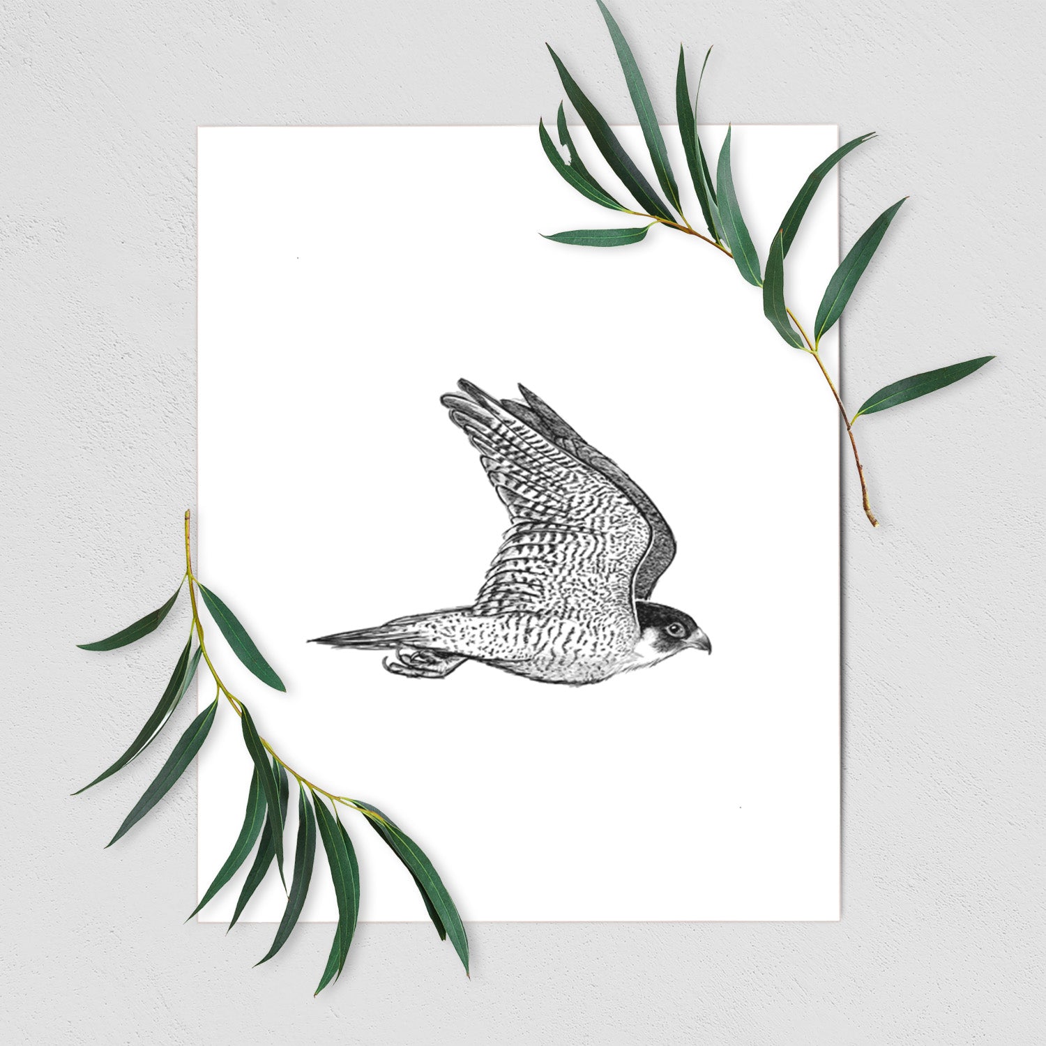 Art print of a detailed black ink illustration of a peregrine falcon in flight, shown with eucalyptus leaves.
