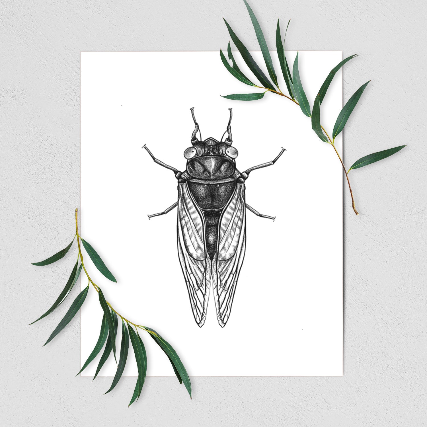 Art print of a detailed black ink illustration of a periodical cicada with its wings folded, seen from above, shown with eucalyptus leaves.