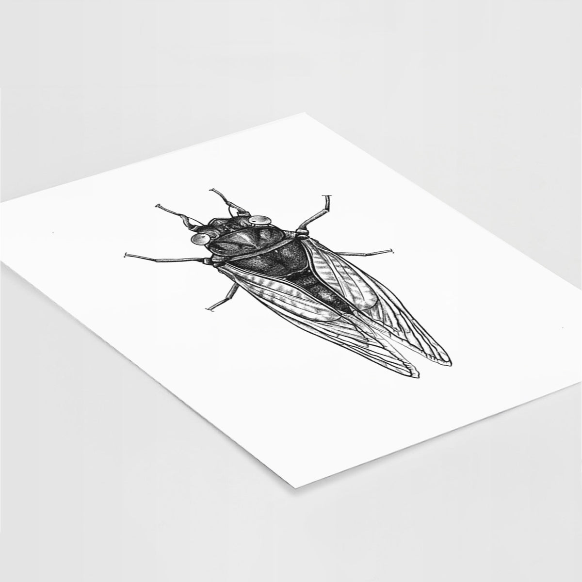 Art print of a detailed black ink illustration of a periodical cicada with its wings folded, seen from above, lying at an angle on a white surface.