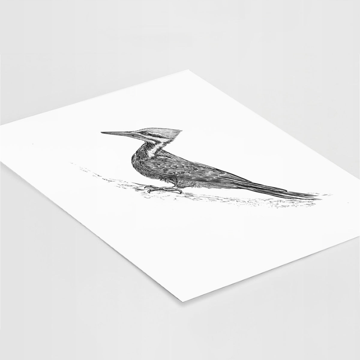 Art print of a black ink illustration of a pileated woodpecker clinging to a tree trunk, lying at an angle on a white surface.