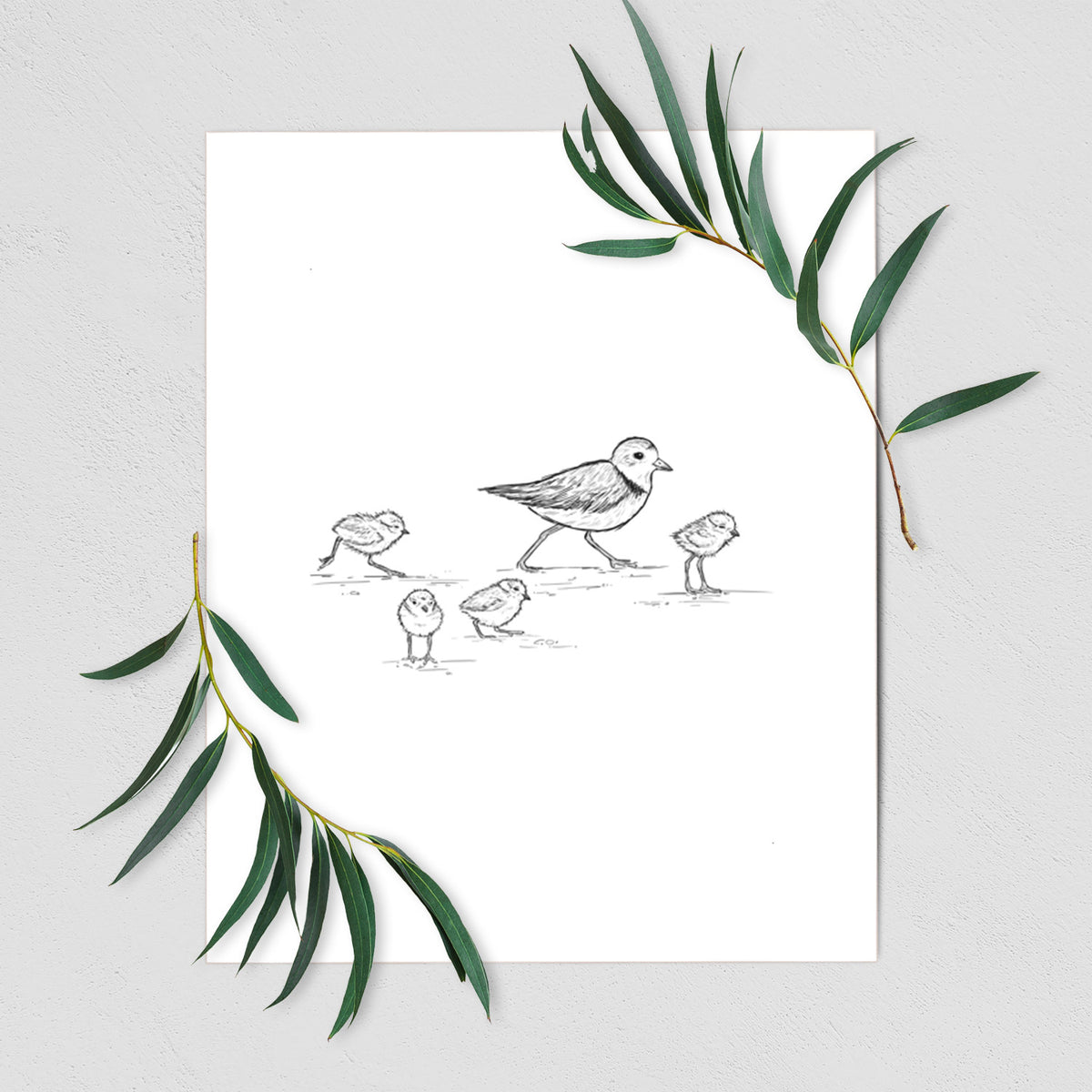Art print of a black ink sketch of a piping plover with its chicks on the sand, shown with eucalyptus leaves.