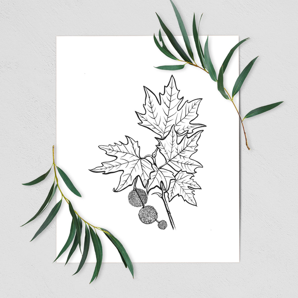 Art print of a black ink illustration of an oriental plane tree branch with lobed leaves and round seed balls, shown with eucalyptus leaves.