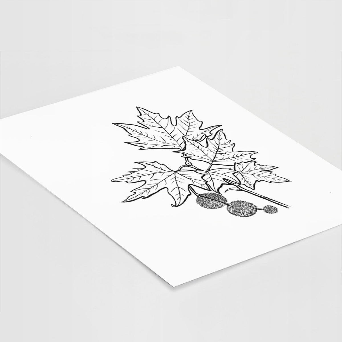 Art print of a black ink illustration of an oriental plane tree branch with lobed leaves and round seed balls, lying at an angle on a white surface.