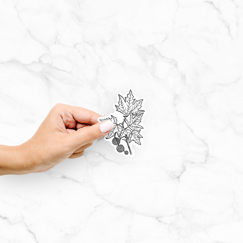 Hand holding a 4 inch vinyl decal of a black ink illustration of an oriental plane tree branch with lobed leaves and round seed balls.