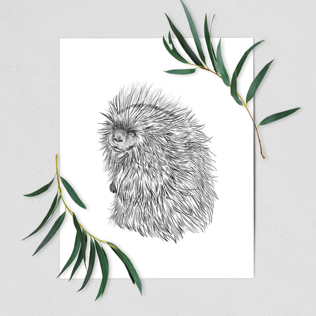 Art print of a detailed black ink illustration of a porcupine with its quills raised, shown with eucalyptus leaves.