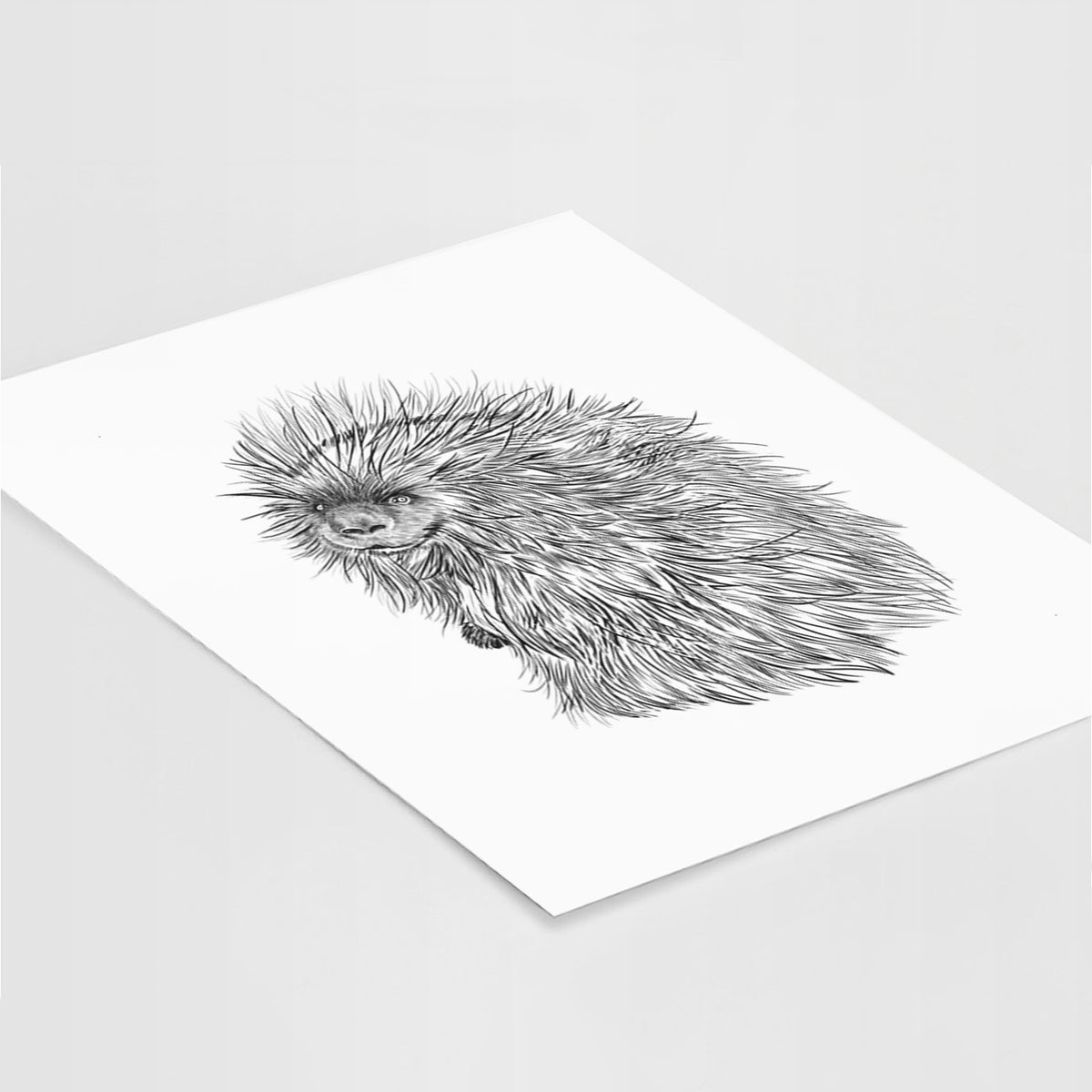 Art print of a detailed black ink illustration of a porcupine with its quills raised, lying at an angle on a white surface.