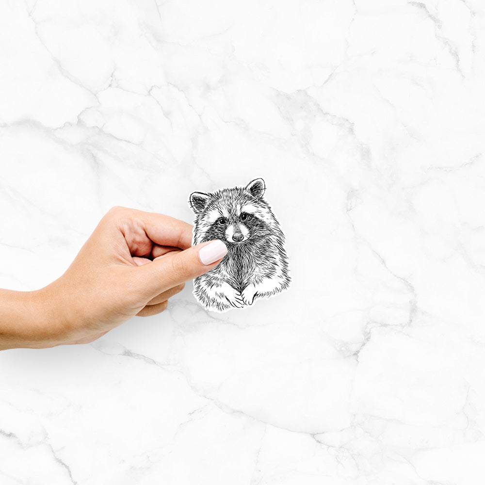 Hand holding a 4 inch vinyl decal of a detailed black ink portrait of a raccoon with its front paws resting in front of it.