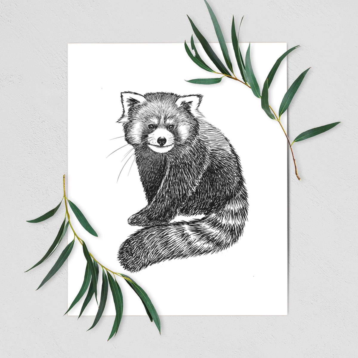 Art print of a detailed black ink illustration of a red panda sitting with its striped tail wrapped around, shown with eucalyptus leaves.