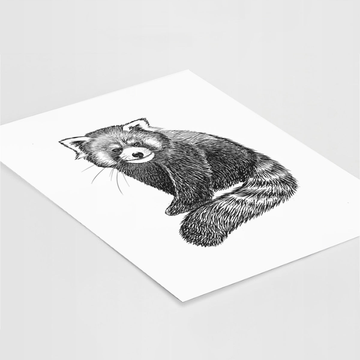 Art print of a detailed black ink illustration of a red panda sitting with its striped tail wrapped around, lying at an angle on a white surface.