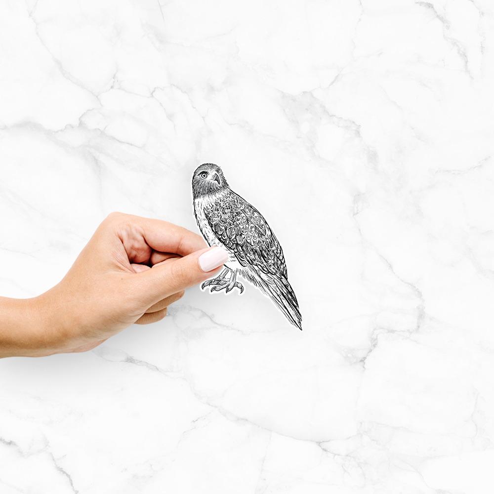 Product photo of the BeCause Tees Red-tailed Hawk - Buteo jamaicensis - Decal Sticker.