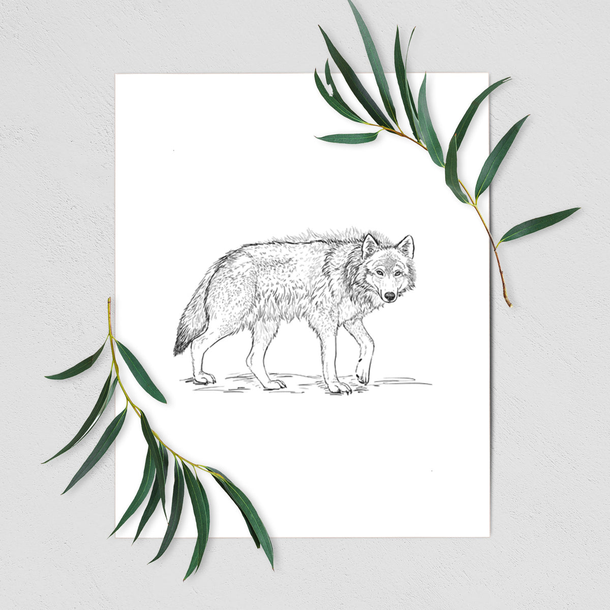 Art print of a detailed black ink illustration of a grey wolf walking, shown with eucalyptus leaves.