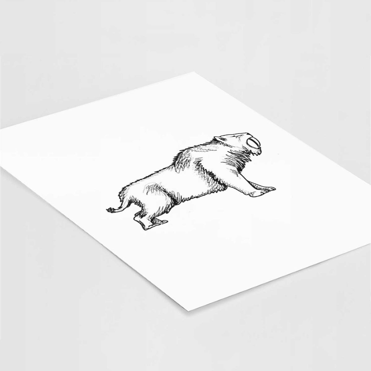Art print of a black ink illustration of a saber-toothed tiger walking, lying at an angle on a white surface.