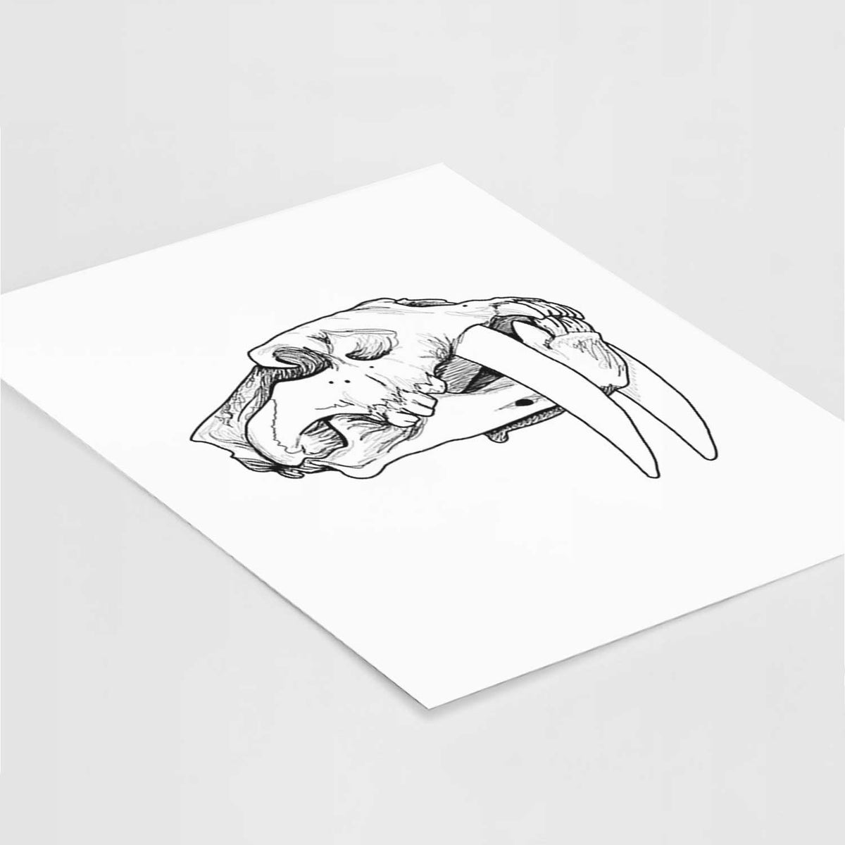 Art print of a detailed black ink illustration of a saber-toothed tiger skull, lying at an angle on a white surface.