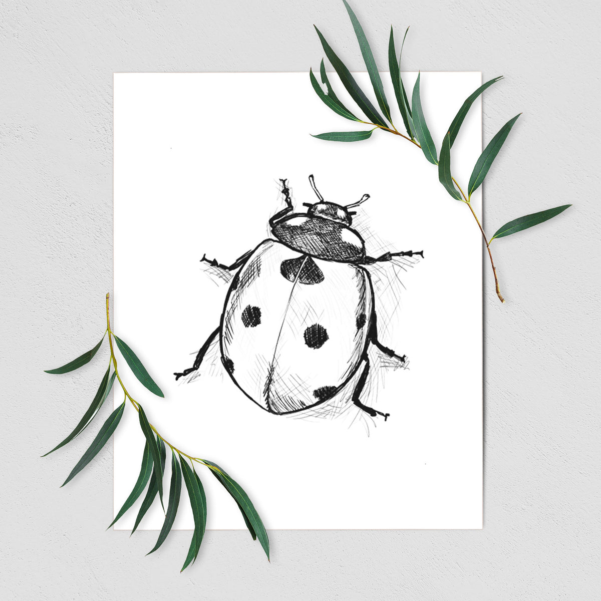 Art print of a detailed black ink illustration of a seven-spot ladybird beetle, shown with eucalyptus leaves.