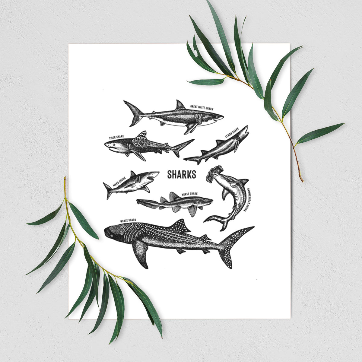 Art print of a chart of black ink shark illustrations, including a whale shark, hammerhead and great white, shown with eucalyptus leaves.