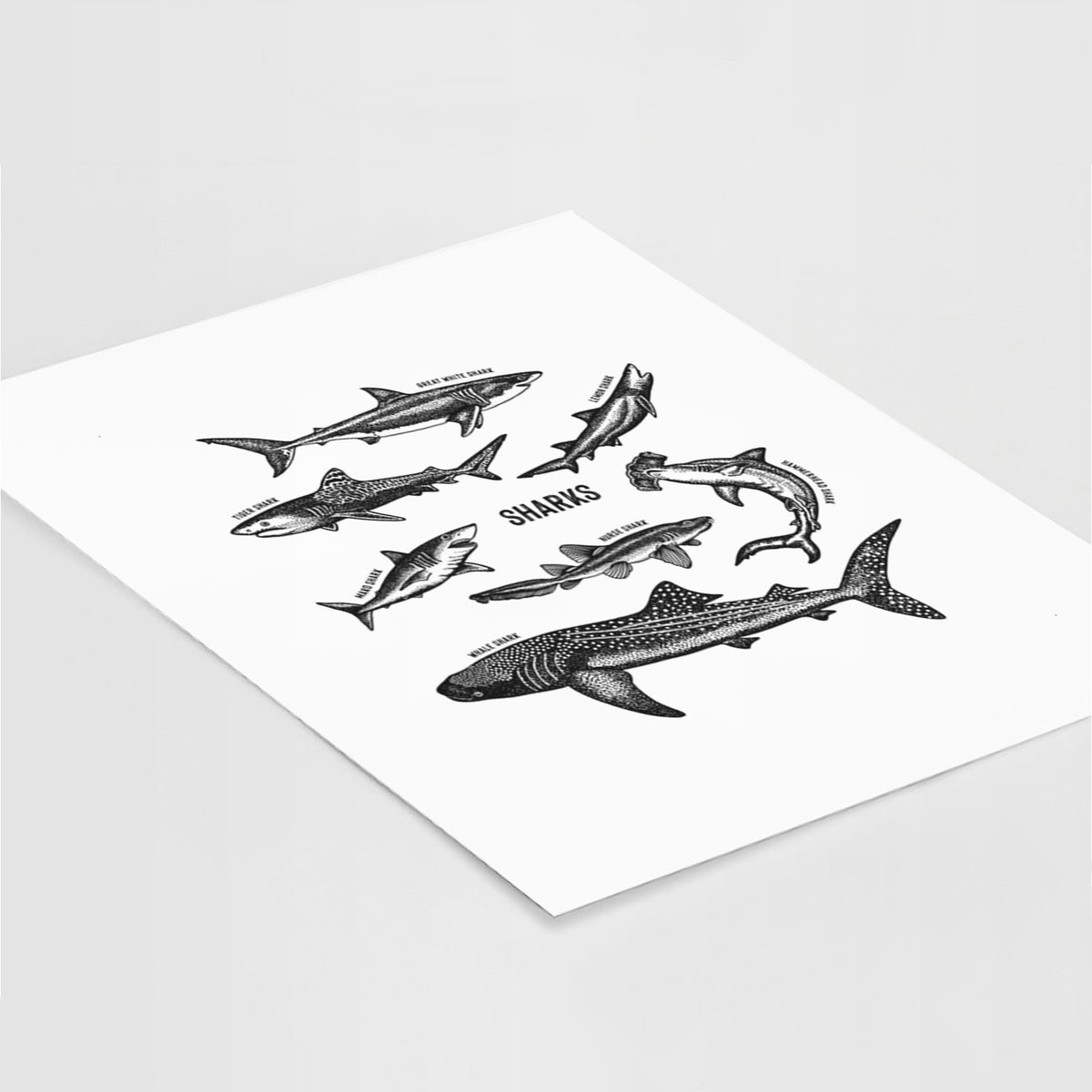 Art print of a chart of black ink shark illustrations, including a whale shark, hammerhead and great white, lying at an angle on a white surface.