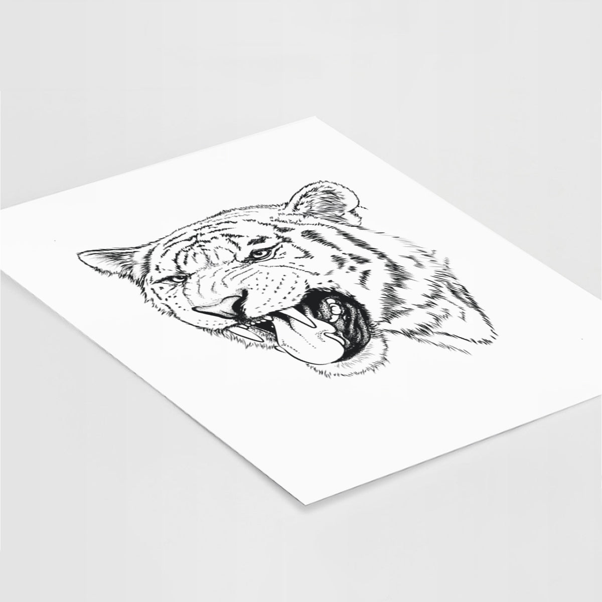Art print of a detailed black ink portrait of a roaring Siberian tiger, lying at an angle on a white surface.