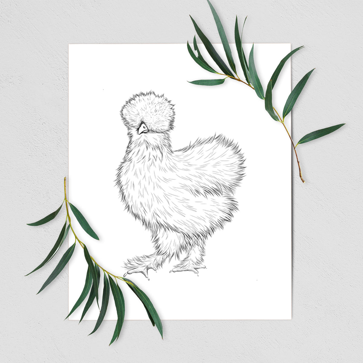 Art print of a black ink illustration of a fluffy silkie chicken, shown with eucalyptus leaves.