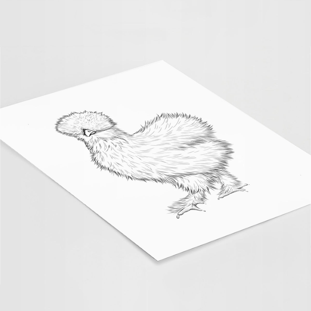 Art print of a black ink illustration of a fluffy silkie chicken, lying at an angle on a white surface.