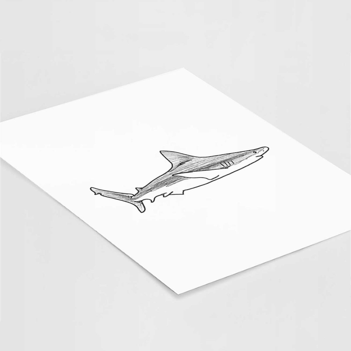 Art print of a black ink illustration of a silvertip shark swimming in profile, lying at an angle on a white surface.