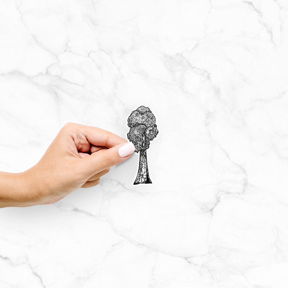 Hand holding a 4 inch vinyl decal of a black ink illustration of a single giant sequoia tree.