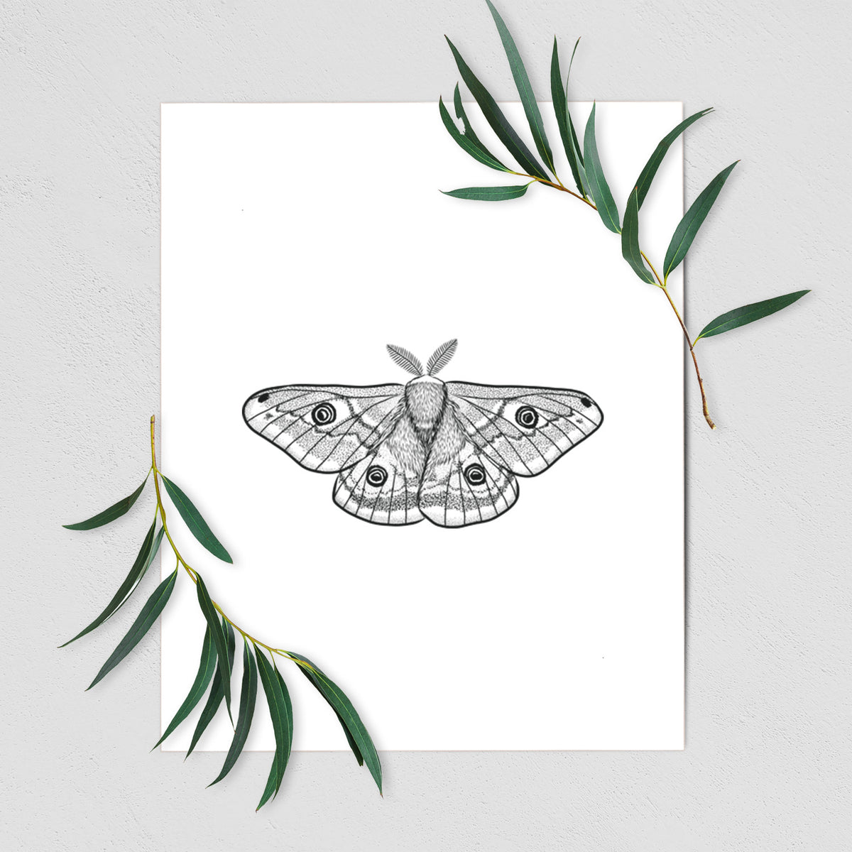 Art print of a detailed black ink illustration of a small emperor moth with eyespots on its wings, shown with eucalyptus leaves.