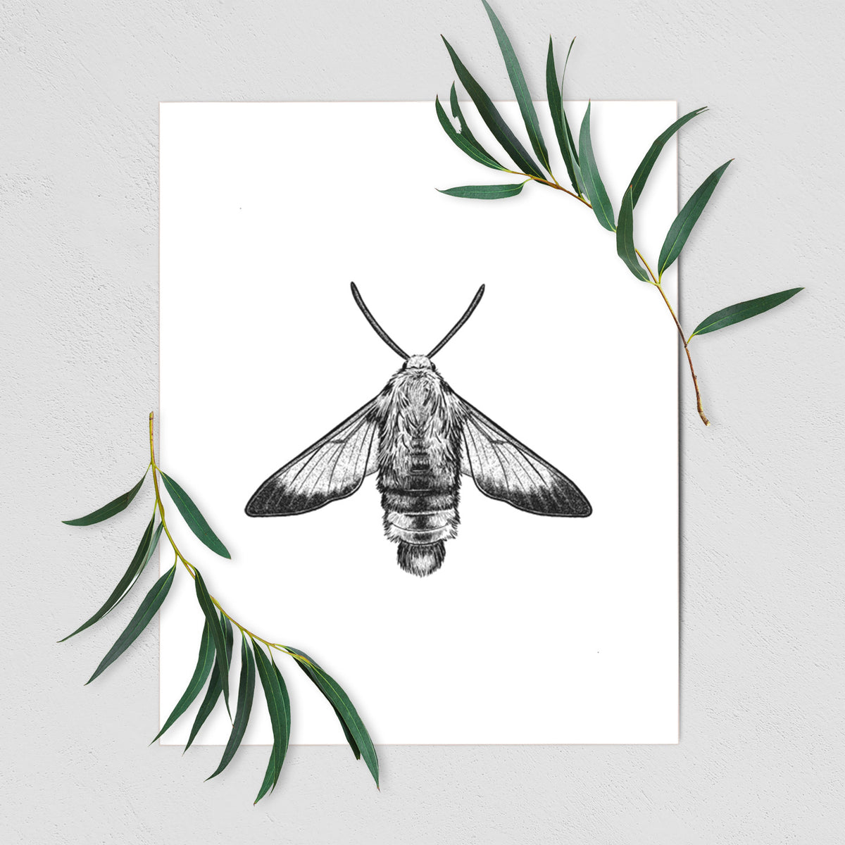 Art print of a detailed black ink illustration of a snowberry clearwing moth, seen from above, shown with eucalyptus leaves.