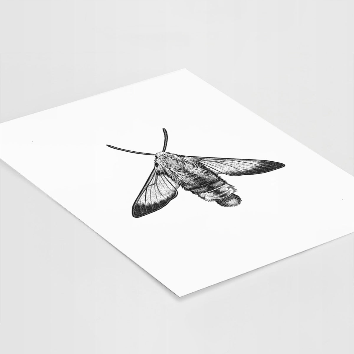Art print of a detailed black ink illustration of a snowberry clearwing moth, seen from above, lying at an angle on a white surface.