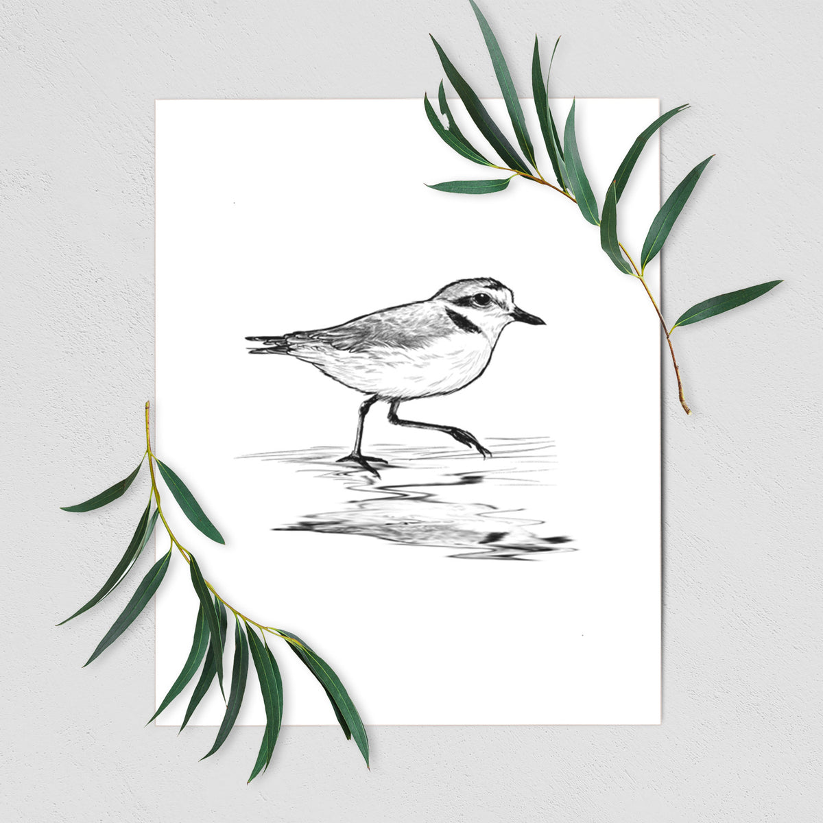 Art print of a black ink sketch of a snowy plover running along the wet shoreline, shown with eucalyptus leaves.