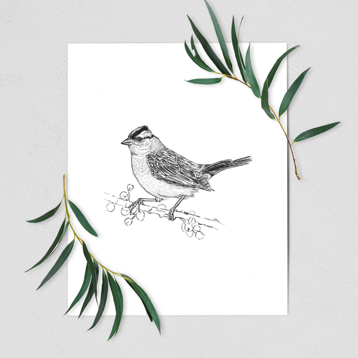 Art print of a detailed black ink sketch of a white-crowned sparrow perched on a branch, shown with eucalyptus leaves.