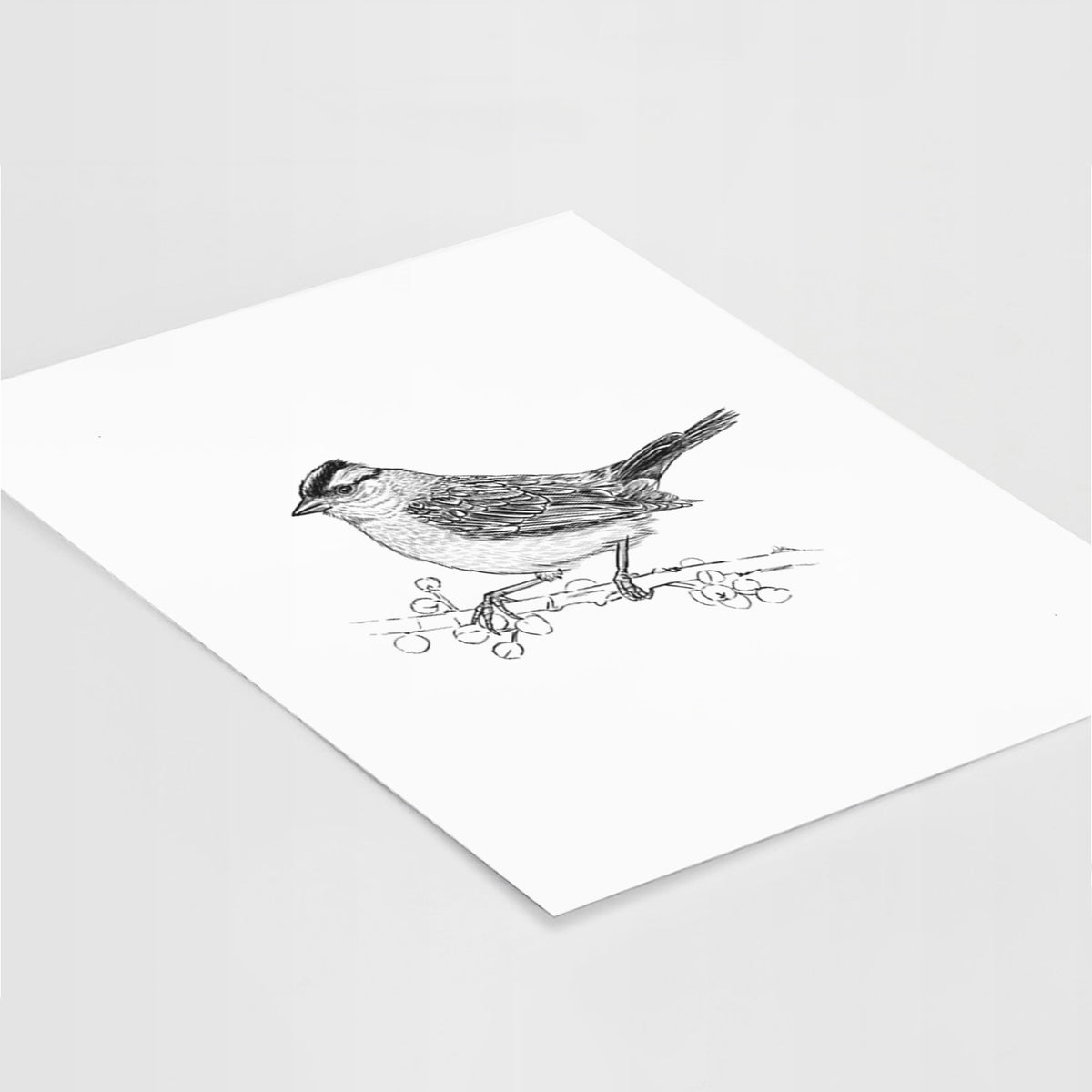 Art print of a detailed black ink sketch of a white-crowned sparrow perched on a branch, lying at an angle on a white surface.