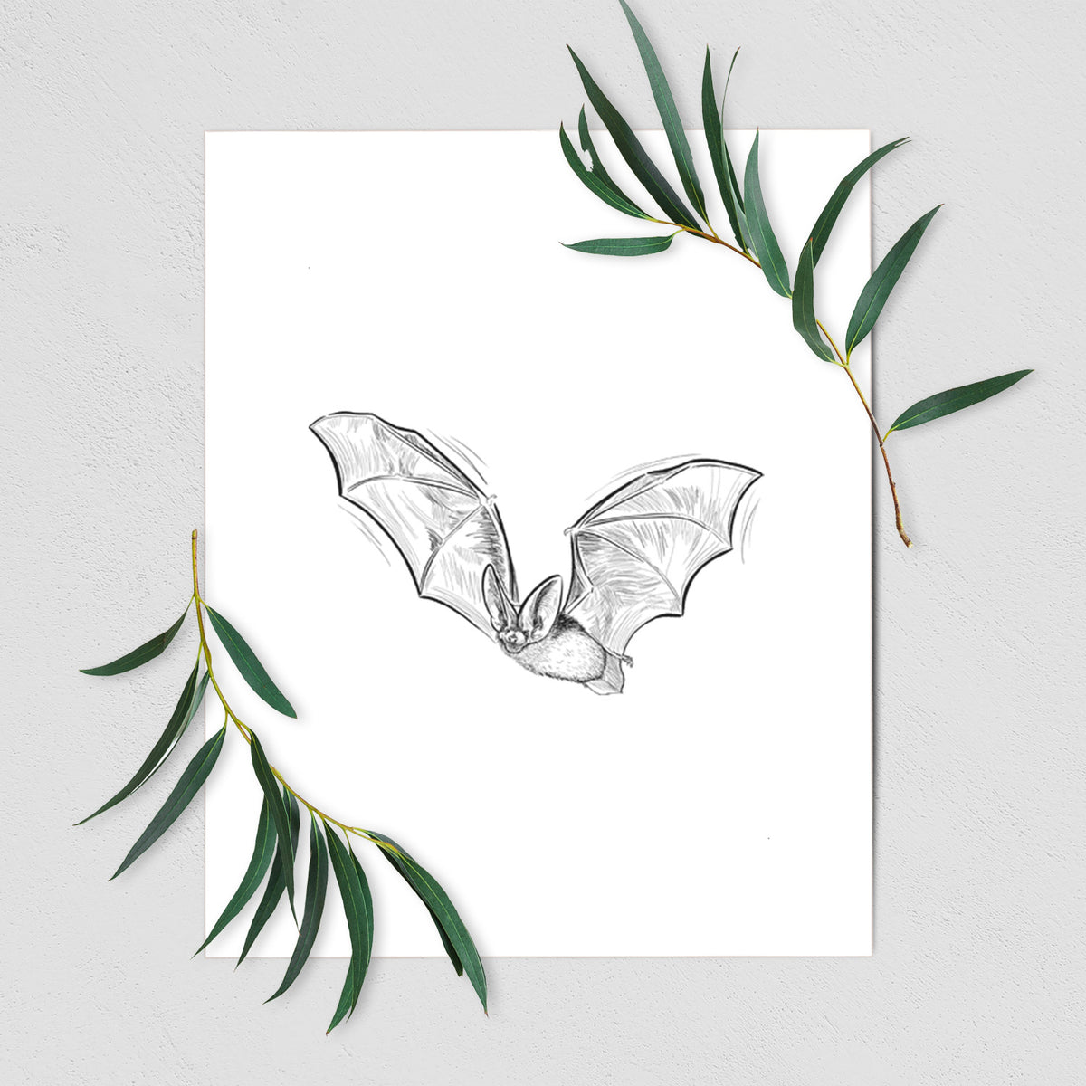 Art print of a black ink illustration of a spotted bat in flight with large ears, shown with eucalyptus leaves.