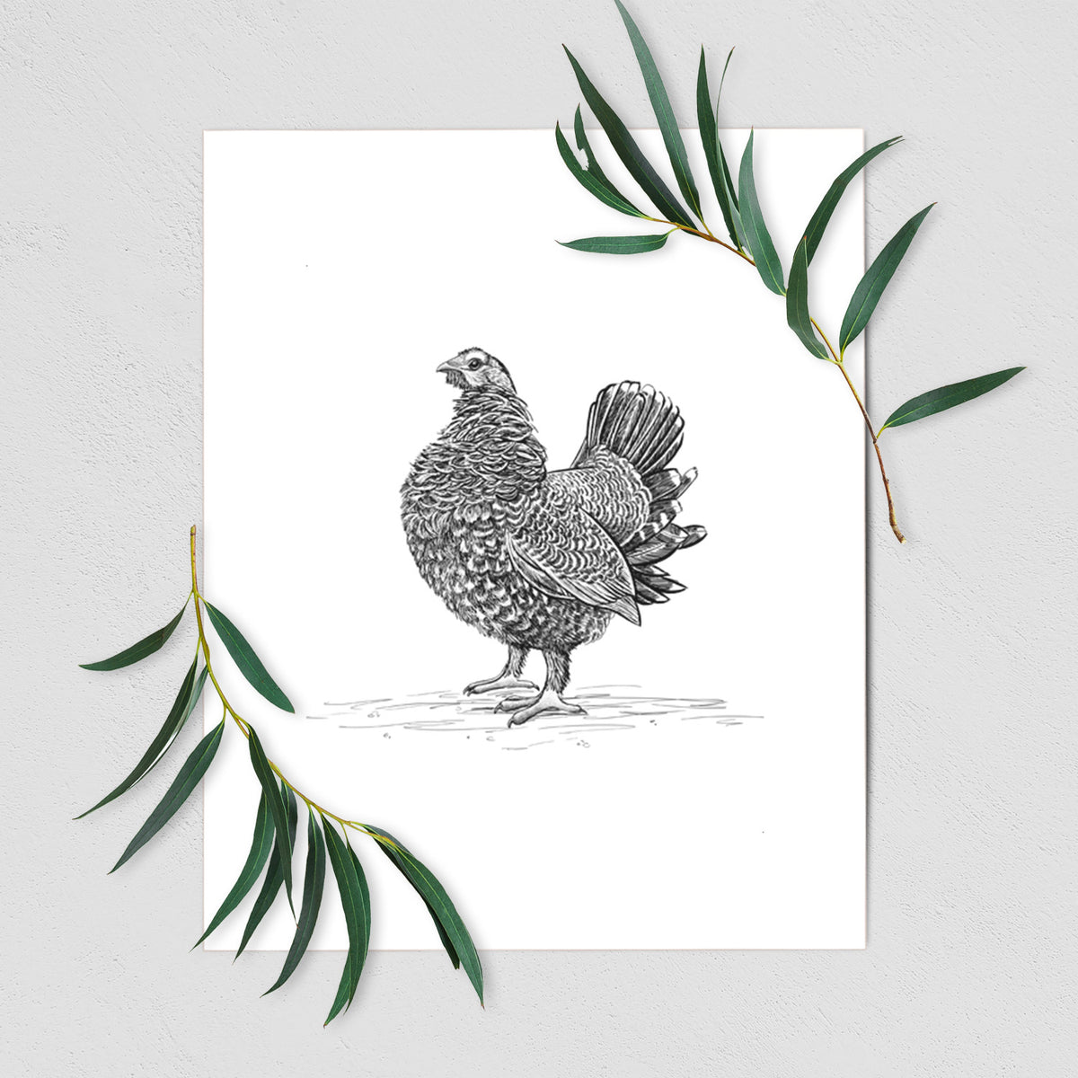 Art print of a detailed black ink illustration of a spruce grouse standing with its tail fanned, shown with eucalyptus leaves.