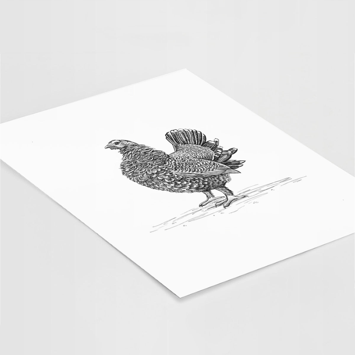 Art print of a detailed black ink illustration of a spruce grouse standing with its tail fanned, lying at an angle on a white surface.